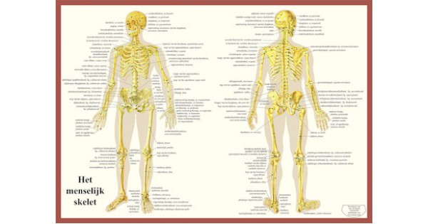 Skelet Poster A2 Nederlands